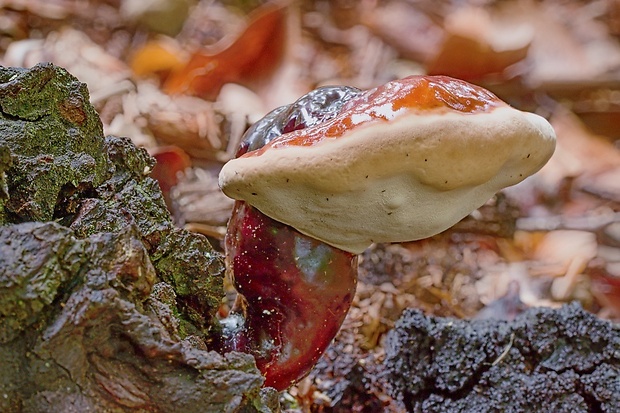 lesklokôrovka obyčajná Ganoderma lucidum (Curtis) P. Karst.