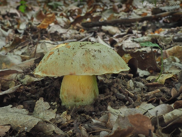 hríb plavý Hemileccinum impolitum (Fr.) Šutara