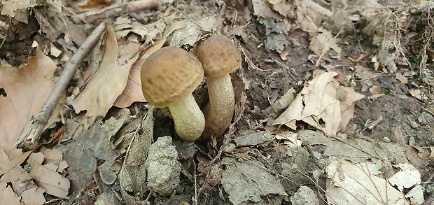 kozák hrabový Leccinum pseudoscabrum (Kallenb.) Šutara