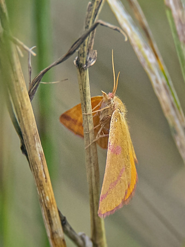 piadivka purpurová Lythria purpuraria