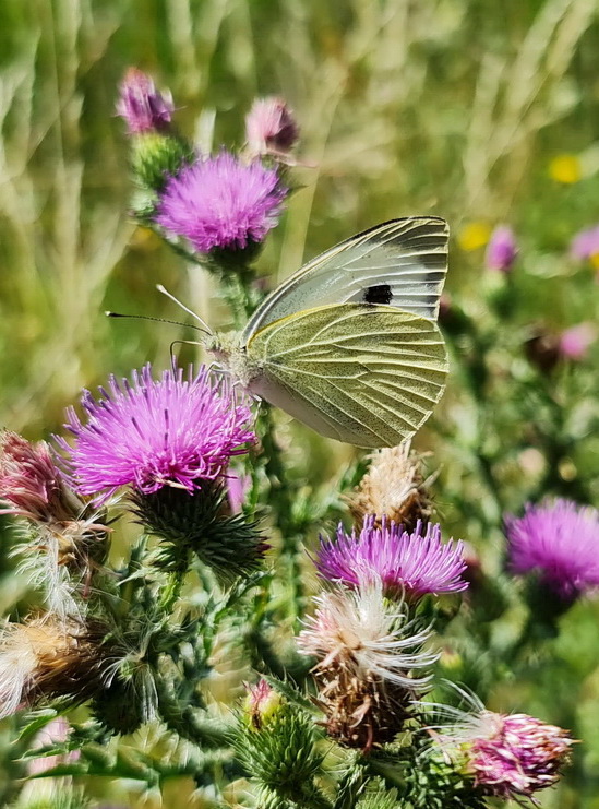 mlynárik kapustový Pieris brassicae