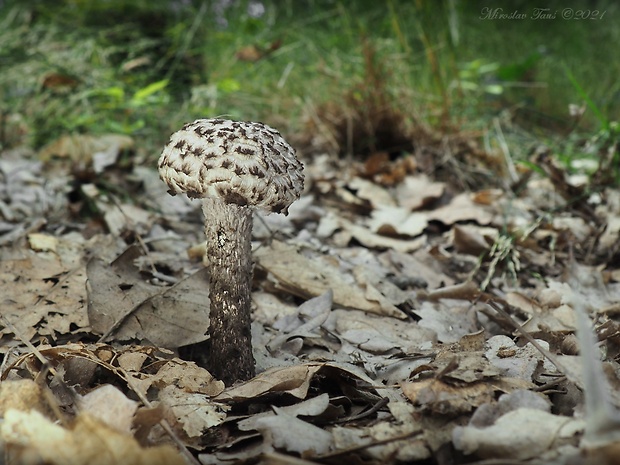 šiškovec šupinatý Strobilomyces strobilaceus (Scop.) Berk.