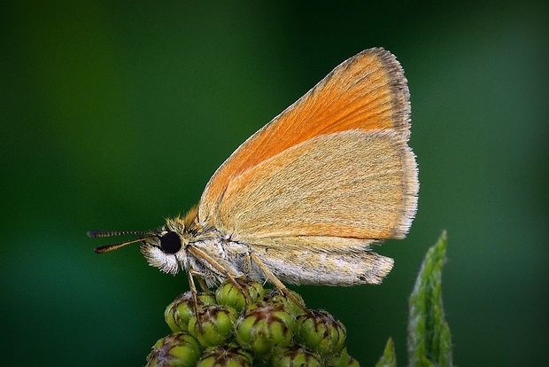 súmračník čiarkový (sk) / soumračník čárečkovaný (cz) Thymelicus lineola (Ochsenheimer, 1808)