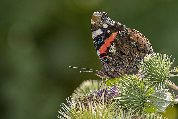 bábôčka admirálska  Vanessa atalanta