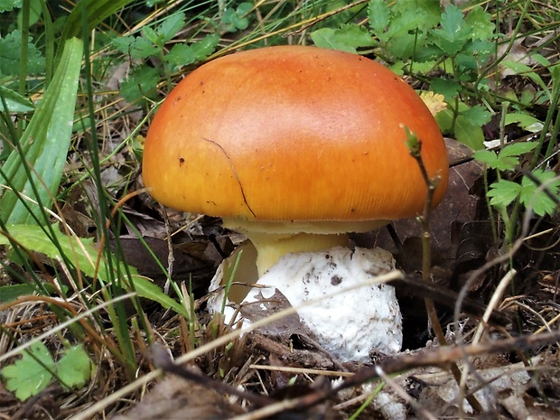 muchotrávka cisárska Amanita caesarea (Scop.) Pers.