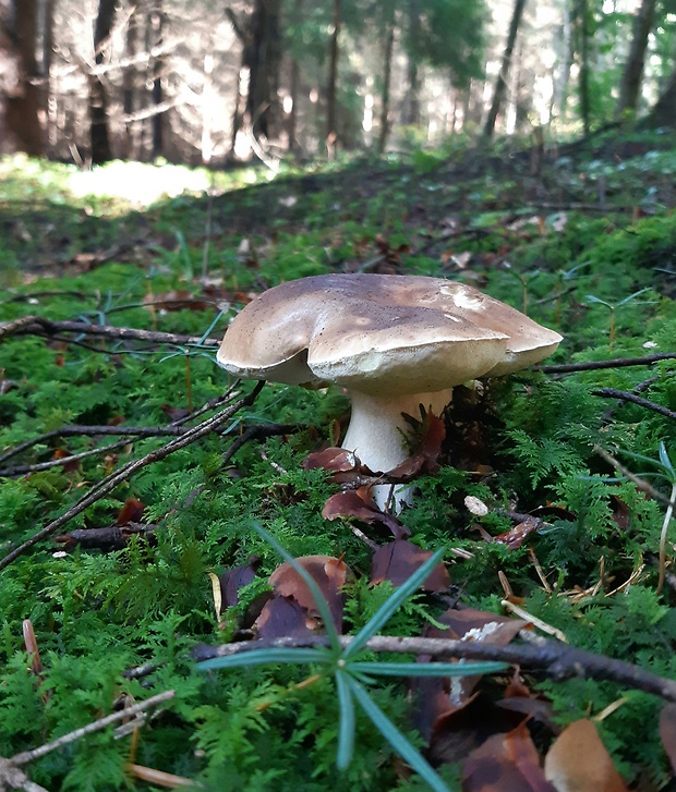 hríb smrekový Boletus edulis Bull.