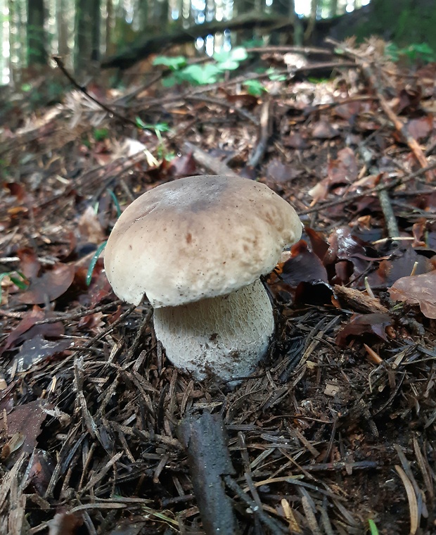 hríb smrekový Boletus edulis Bull.