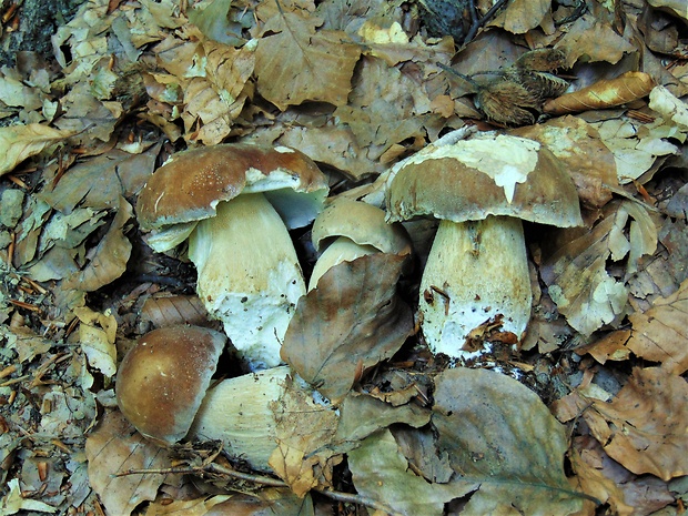 hríb dubový Boletus reticulatus Schaeff.