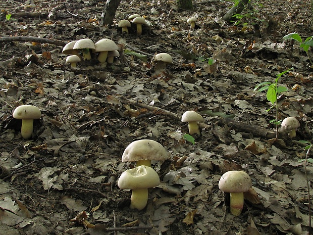 hríb nádherný Butyriboletus fuscoroseus (Smotl.) Vizzini & Gelardi