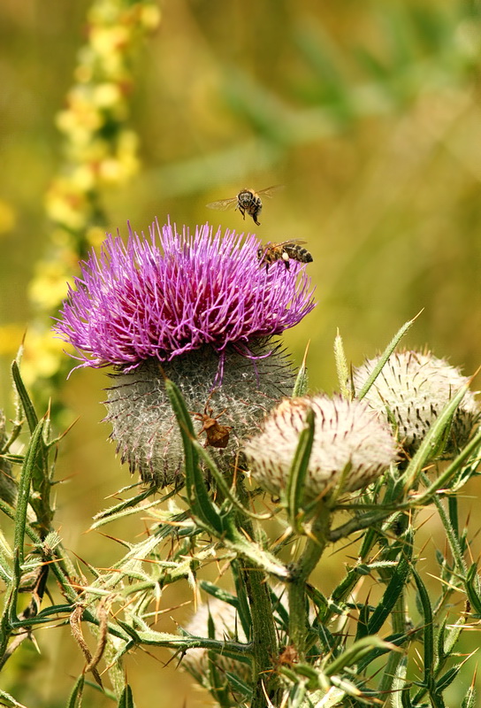 pichliač bielohlavý Cirsium eriophorum (L.) Scop.