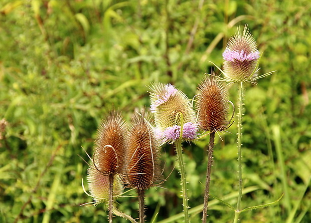 štetka lesná Dipsacus fullonum L.