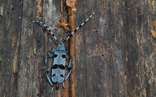 fuzáč alpský Rosalia alpina