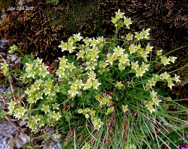 lomikameň pižmový Saxifraga moschata Wulfen