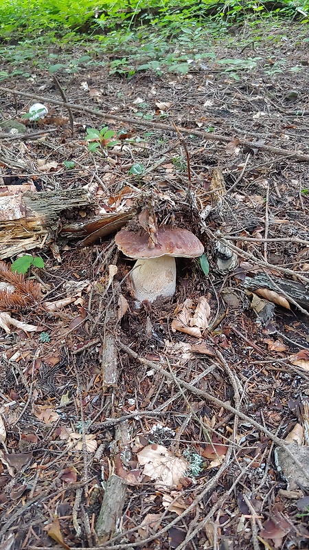 hríb smrekový Boletus edulis Bull.