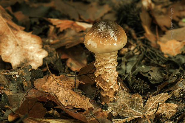 pavučinovec Cortinarius sp.