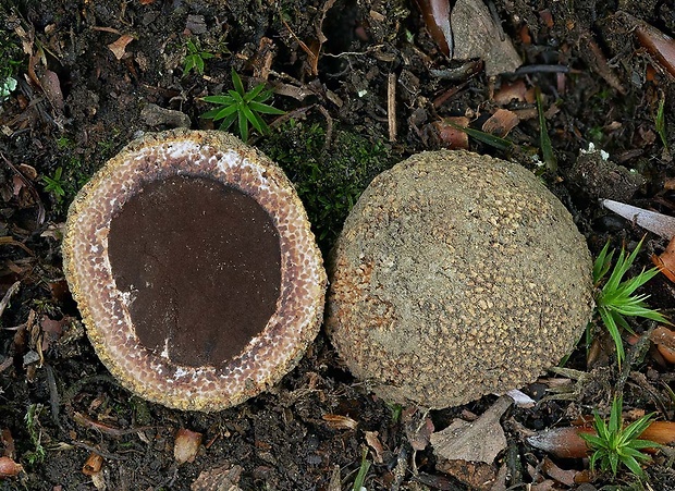 srnka ježatá Elaphomyces muricatus Fr.