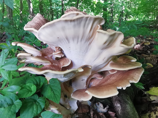 vejárovec obrovský Meripilus giganteus (Pers.) P. Karst.