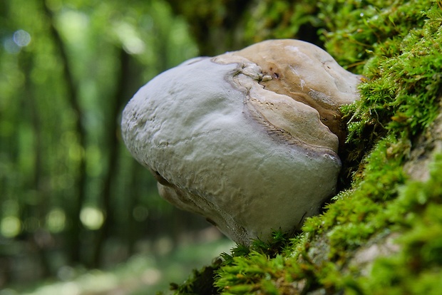 ohňovec Phellinus sp.