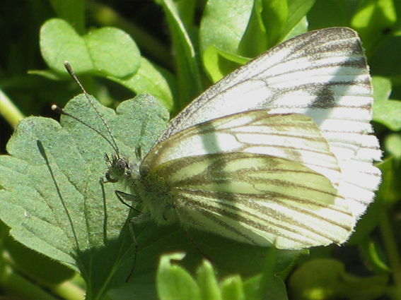 mlynárik repkový Pieris napi