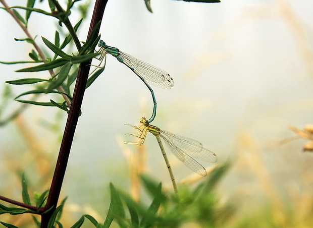 šidielko ploskonohé Platycnemis pennipes