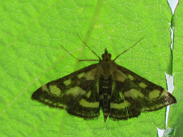 vijačka purpurová Pyrausta purpuralis