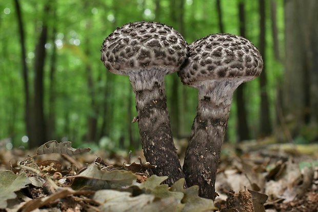 šiškovec šupinatý Strobilomyces strobilaceus (Scop.) Berk.