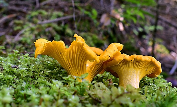 kuriatko jedlé Cantharellus cibarius Fr.