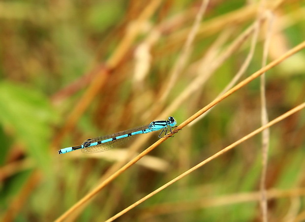 šidielko obyčajné Coenagrion puella