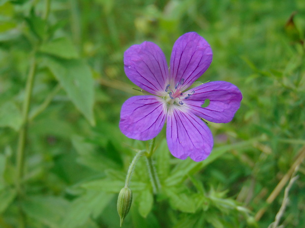 pakost lesný Geranium sylvaticum L.