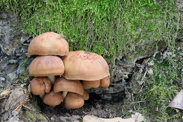 peniazovka vretenovitohlúbiková Gymnopus fusipes (Bull.) Gray