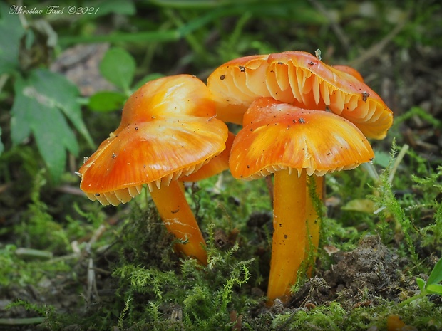 lúčnica hlienistá Hygrocybe glutinipes (J.E. Lange) R. Haller Aar.