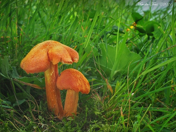 lúčnica ohnivá Hygrocybe intermedia (Pass.) Fayod