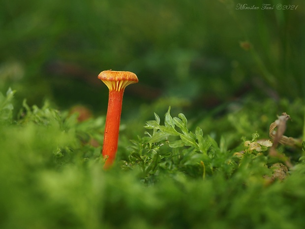 lúčnica kuriatkovitá Hygrocybe lepida Arnolds