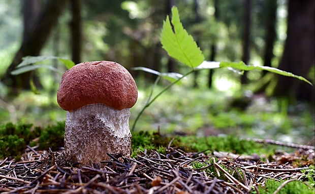 kozák smrekový Leccinum piceinum Pilát & Dermek