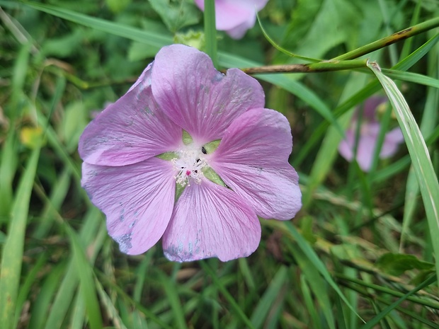 slez pižmový Malva moschata L.