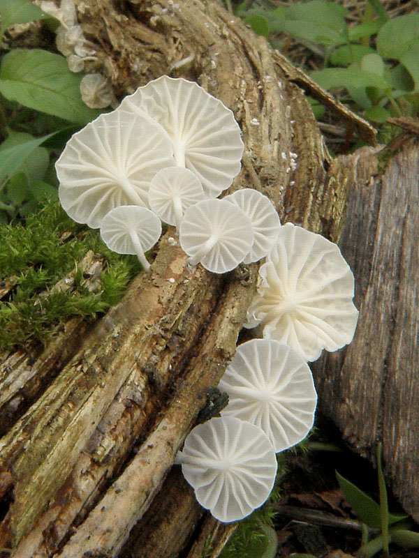 tancuľka biela Marasmiellus candidus (Bolton) Singer