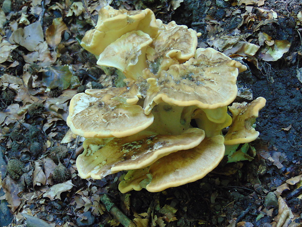 vejárovec obrovský Meripilus giganteus (Pers.) P. Karst.