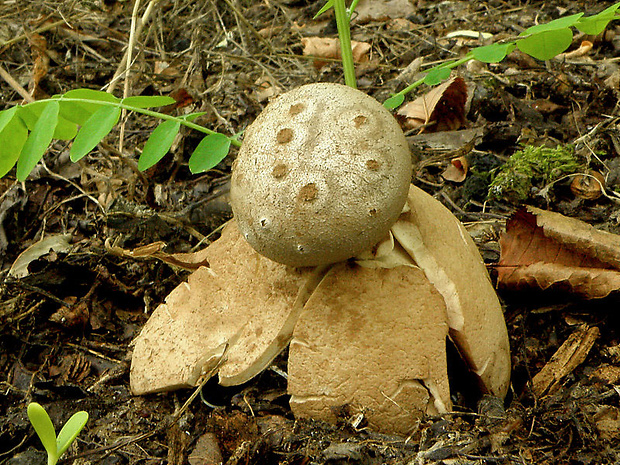 mnohokrčka dierkovaná Myriostoma coliforme (Dicks.) Corda