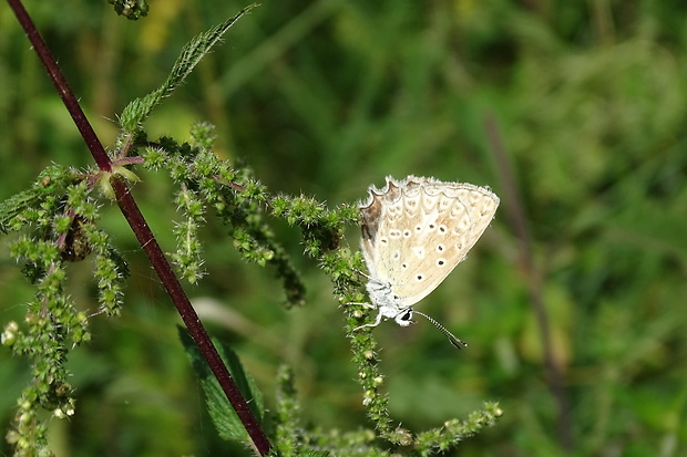 modráčik hnedoškvrnný Polyommatus daphnis