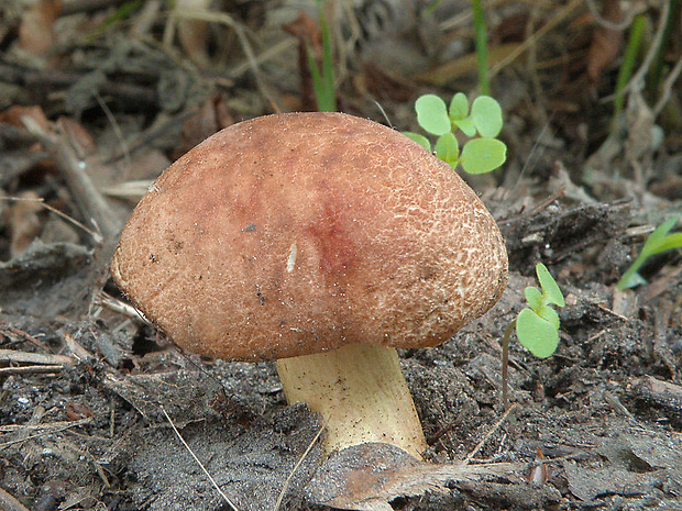 suchohríb marhuľovožltý Rheubarbariboletus armeniacus (Quél.) Vizzini, Simonini & Gelardi