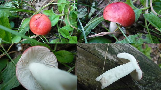 plávka škodlivá Russula emetica (Schaeff.) Pers.