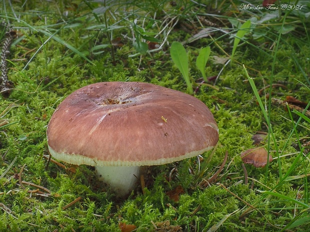 plávka mandľová Russula vesca Fr.