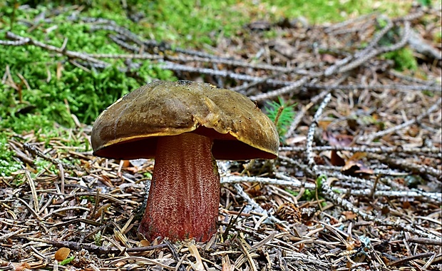 hríb zrnitohlúbikový Sutorius luridiformis (Rostk.) G. Wu & Zhu L. Yang