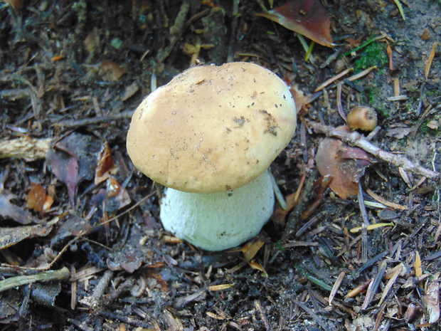 hríb smrekový Boletus edulis Bull.