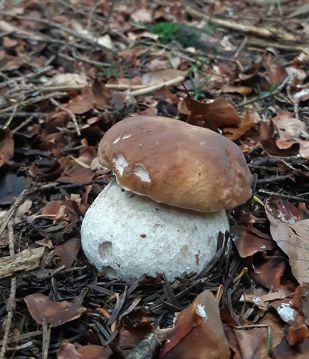 hríb smrekový Boletus edulis Bull.