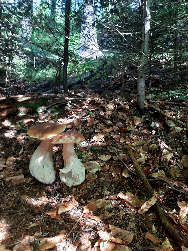 hríb smrekový Boletus edulis Bull.