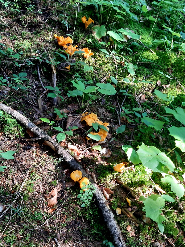 kuriatko jedlé Cantharellus cibarius Fr.