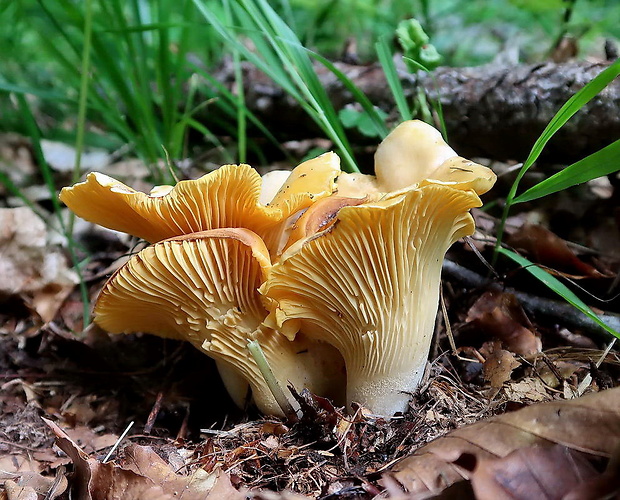 kuriatko Cantharellus sp.