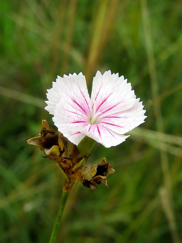 klinček kartuziánsky Dianthus carthusianorum L.