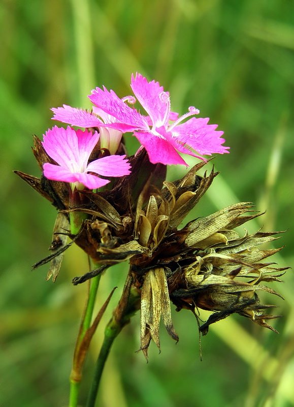 klinček kartuziánsky Dianthus carthusianorum L.